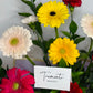 Gerbera Meadow