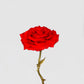 Eternal Rose