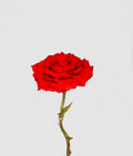Eternal Rose