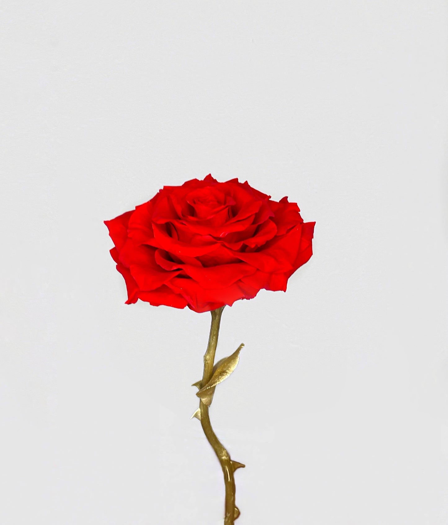 Eternal Rose