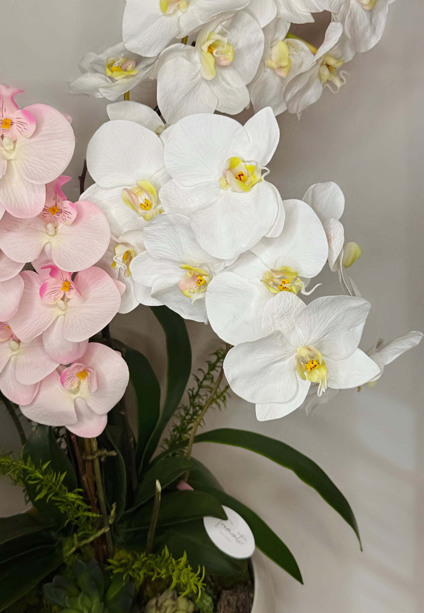 Wild Orchid Enchantment