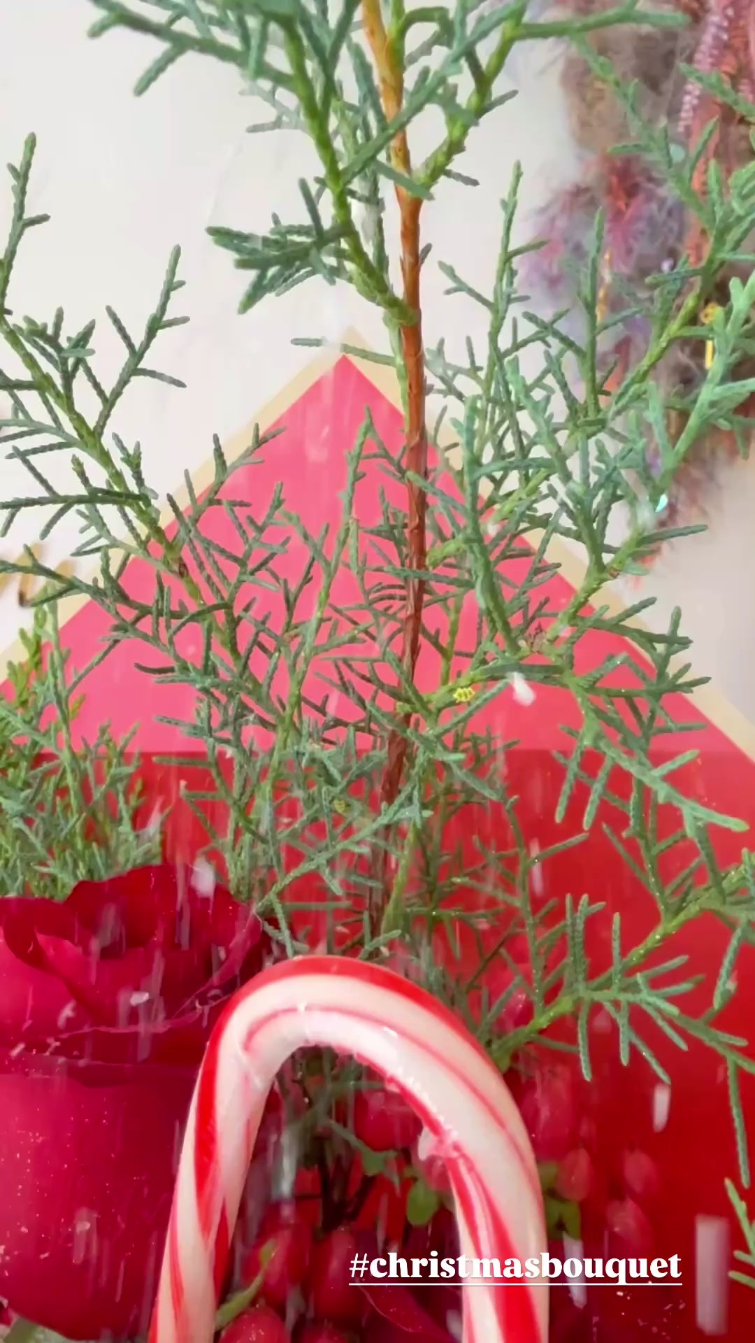Candy Cane Christmas Roses