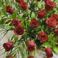 Blooms of Passion: 60 Red Roses in a Greenberg Elegance Basket
